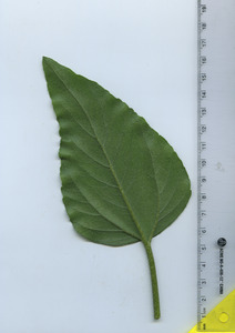 leafbottom