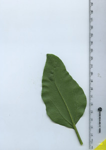 leafbottom