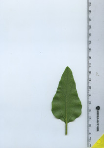 leafbottom