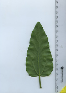 leafbottom