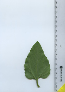 leafbottom