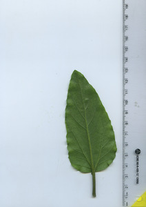 leafbottom