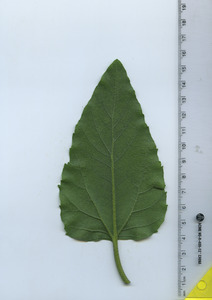leafbottom