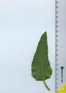 leafbottom