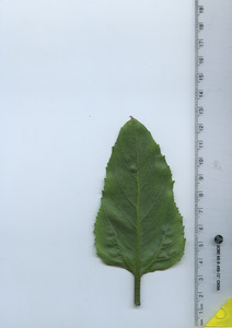 leafbottom