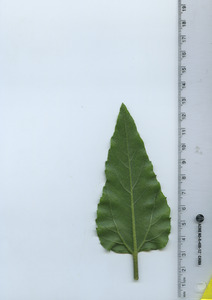 leafbottom