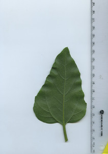 leafbottom
