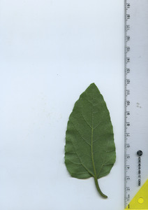 leafbottom