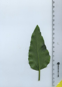 leafbottom