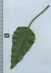 leafbottom