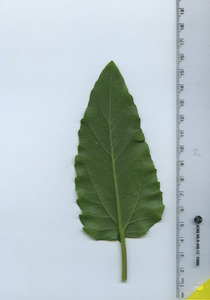 leafbottom