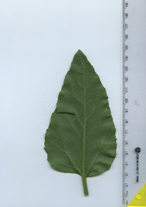leafbottom