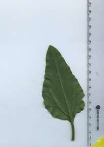 leafbottom
