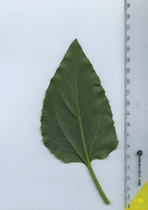 leafbottom