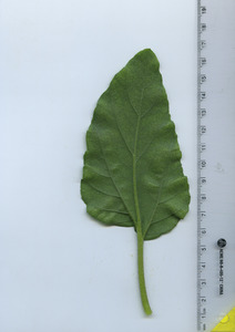 leafbottom