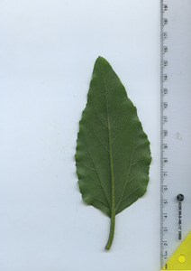 leafbottom