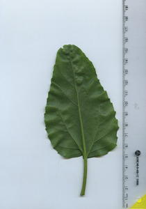 leafbottom