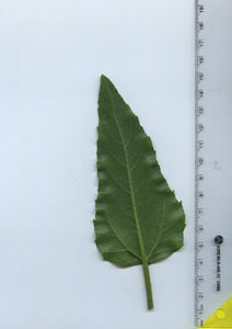 leafbottom