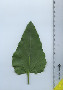 leafbottom