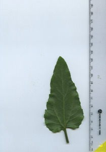 leafbottom