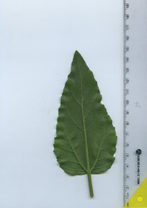 leafbottom