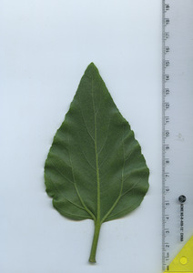 leafbottom