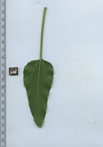 leafbottom