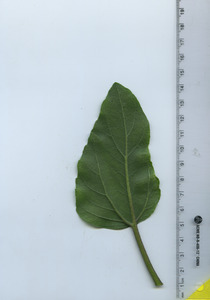 leafbottom