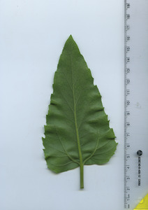 leafbottom