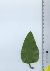 leafbottom