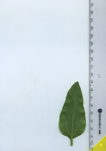 leafbottom