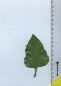 leafbottom
