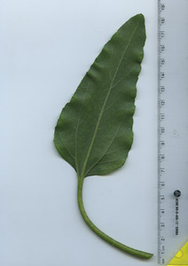 leafbottom