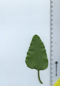 leafbottom