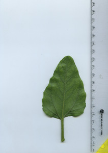leafbottom
