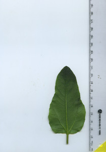 leafbottom