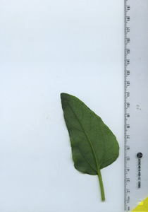 leafbottom
