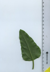 leafbottom