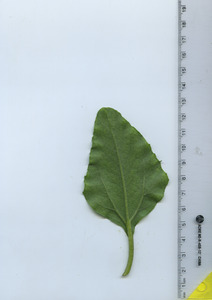 leafbottom
