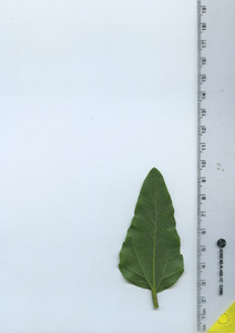 leafbottom