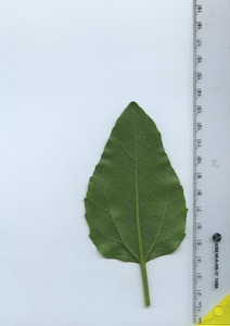 leafbottom