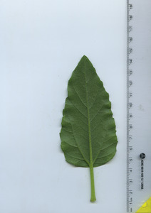 leafbottom