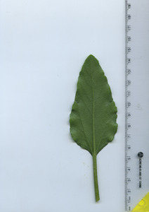 leafbottom
