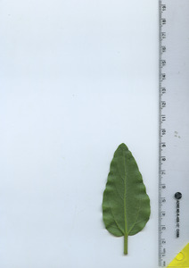 leafbottom