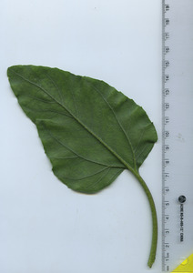 leafbottom