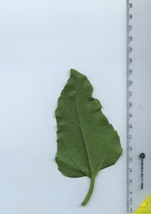 leafbottom