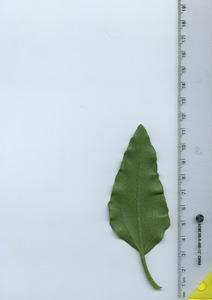 leafbottom