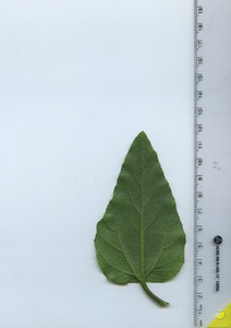 leafbottom