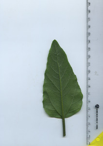 leafbottom