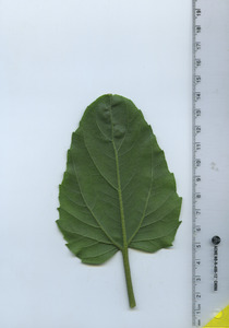 leafbottom
